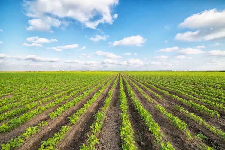 Affiancamento in agricoltura agevolato per i giovani